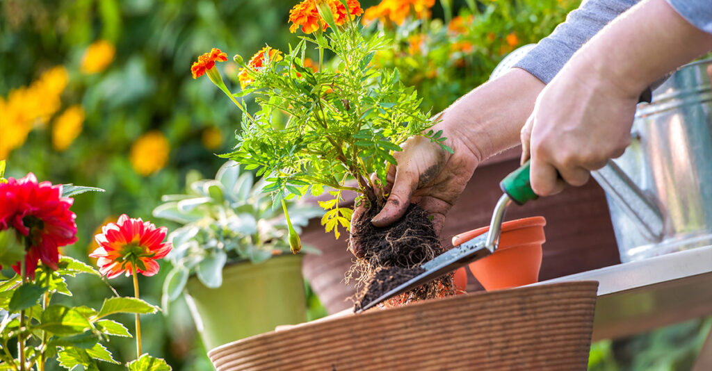 Summer Garden prep 1