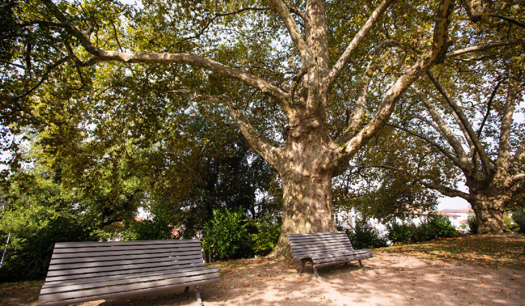 5-Best-Shade-Trees-to-Plant-This-Summer-for-an-Amazingly-Cool-Yard-American-Sycamore