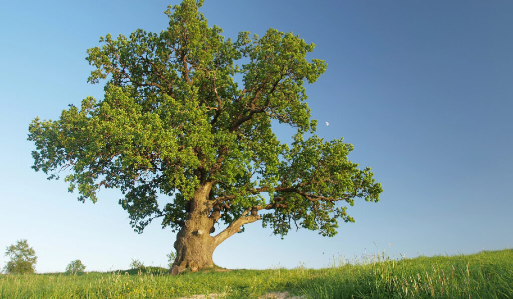 5-Best-Shade-Trees-to-Plant-This-Summer-for-an-Amazingly-Cool-Yard-Oak-tree