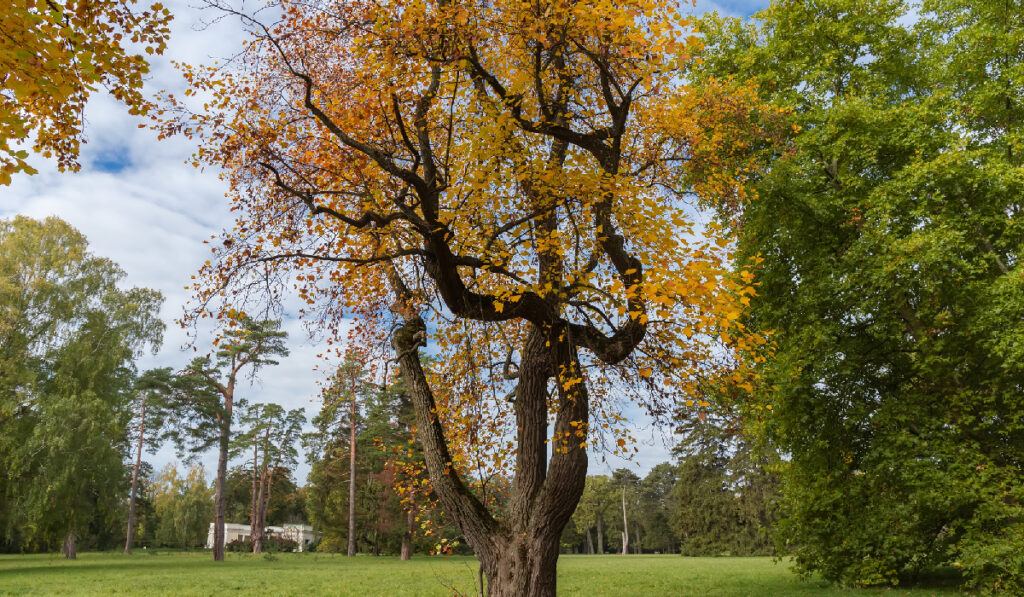 5-Best-Shade-Trees-to-Plant-This-Summer-for-an-Amazingly-Cool-Yard-Tulip-Tree