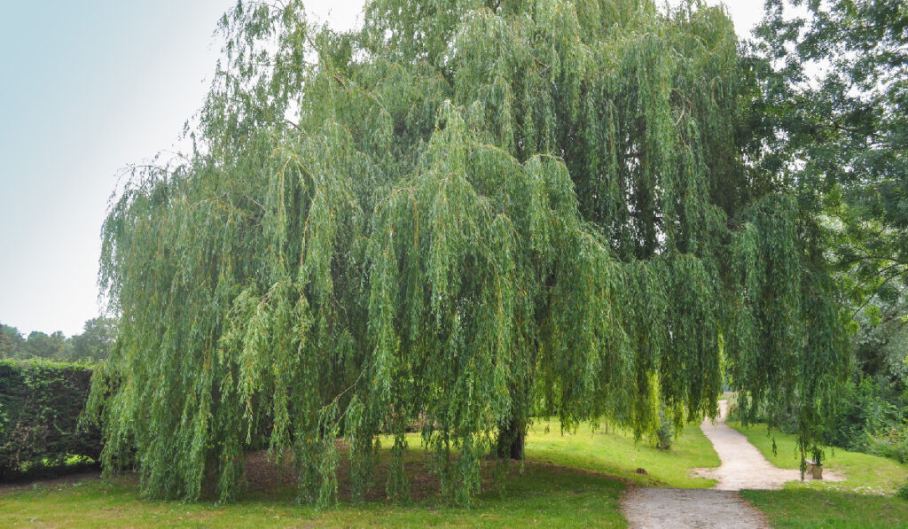 5-Best-Shade-Trees-to-Plant-This-Summer-for-an-Amazingly-Cool-Yard-Weeping-Willow