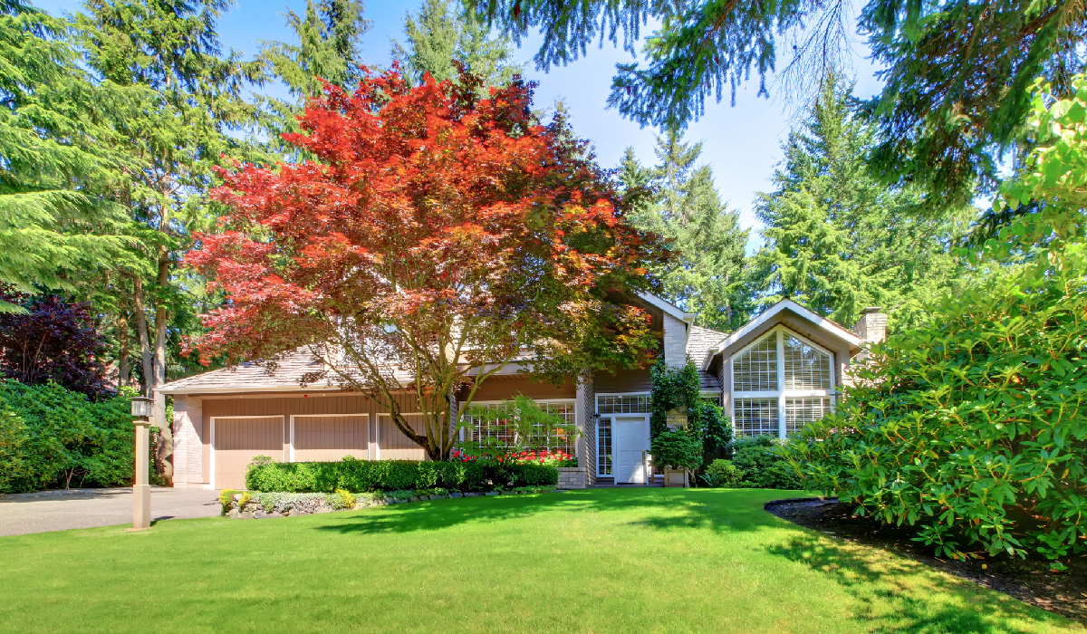 Mature red maple tree in a residential Coventry, RI landscape