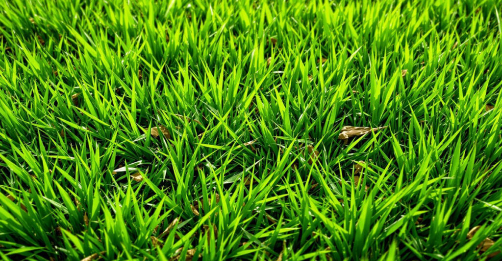 Best Lawn Mowing Techniques - Leave Grass Clippings for Natural Mulching