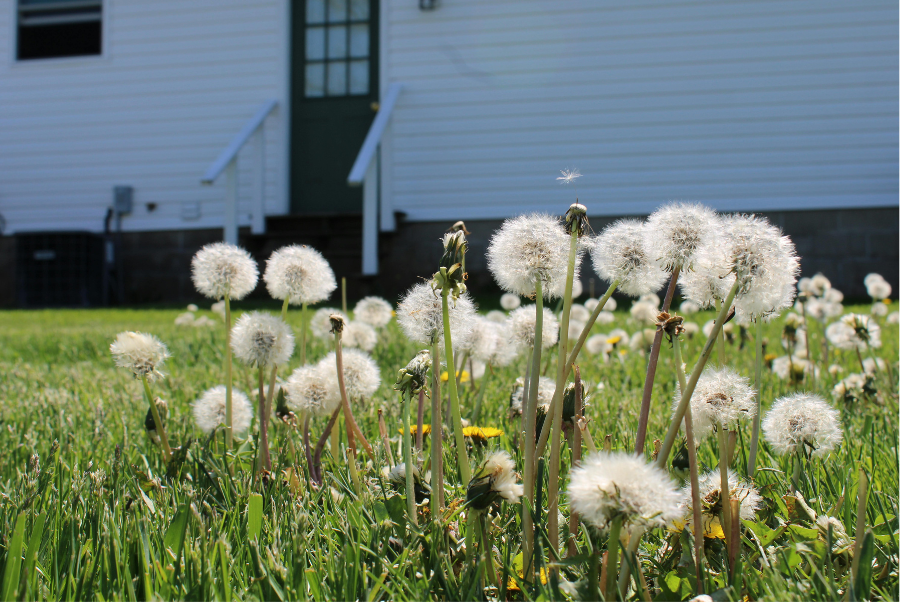Common Lawn Weeds - Featured Image