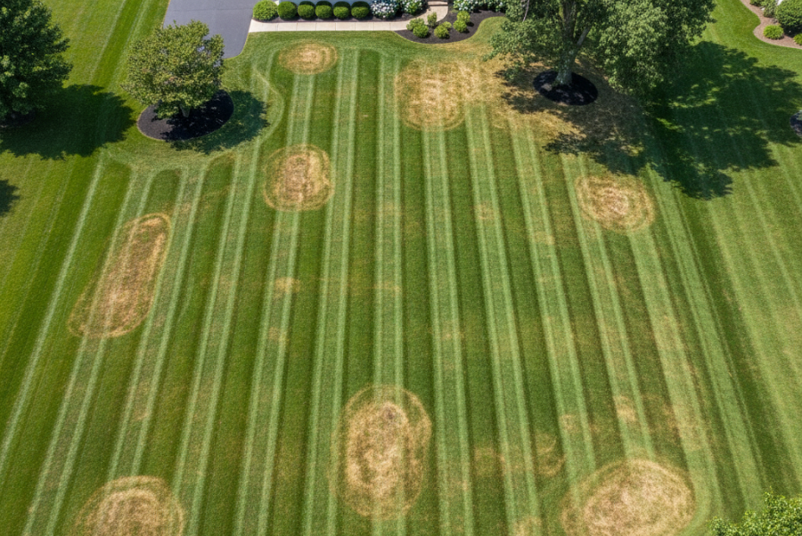 Brown patches in Coventry RI lawn from mowing too short - optimal mowing height