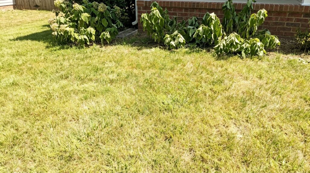 Keeping Your Yard Fresh in Summer Heat 1 summer