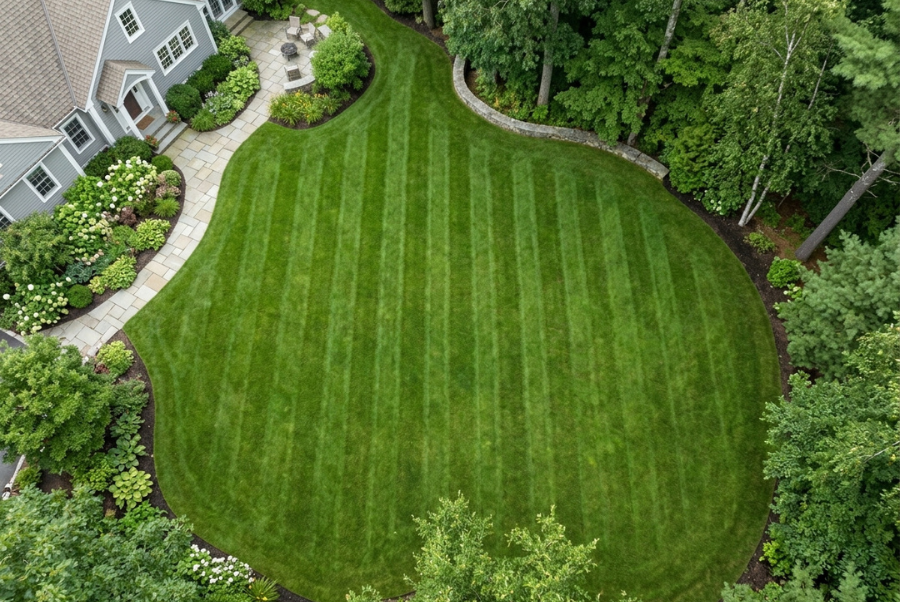 Healthy cool-season turf maintained at a consistent mowing height
