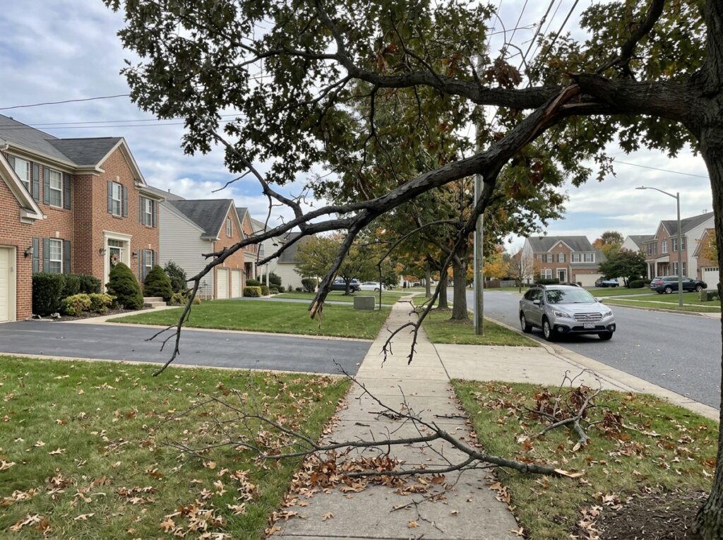 Tree Pruning and Trimming in Coventry RI: Healthier, Safer Trees 2 Tree Pruning and Trimming in Coventry RI