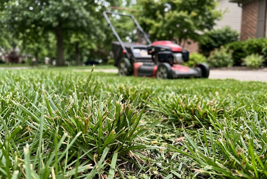Lawn showing scalped grass from cutting too short